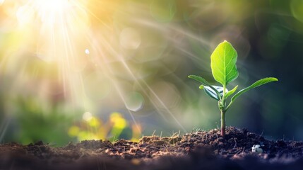 Young Plant Thrives in Sunlit Garden