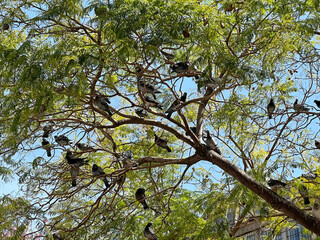 A flock of pigeons sits on a tree (lat. Columba)