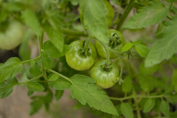 ripe red plum tomatoes in green foliage on bush. Growing of vegetables in greenhouse. High quality photo