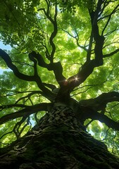 Naklejka premium Looking Up at the Majestic Canopy of a Tree