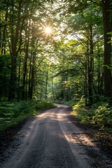 Sunlit Forest Path Through Green Trees