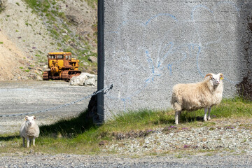 Hvalfj&ouml;rdur (Hvalfj&ouml;r&eth;ur)