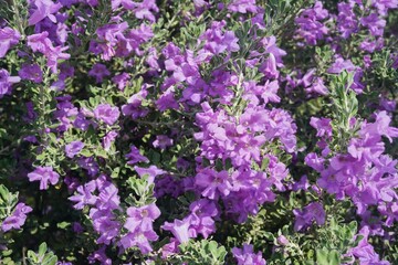 Leucophyllum frutescens, Cenizo, Purple Sage, Texas Ranger, Texas Barometer Bush