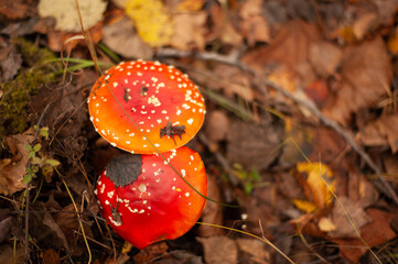 Amanita muscaria. Fly agaric in the autumn forest.