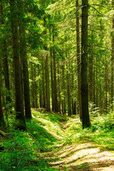 Fototapeta premium fields and meadows of Ukraine 