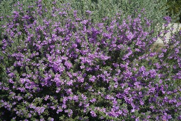 Leucophyllum frutescens, Cenizo, Purple Sage, Texas Ranger, Texas Barometer Bush