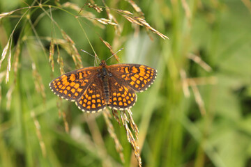 heath fritillary butterfly in a green field