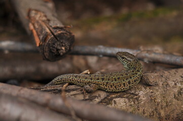 small gray lizard sitting in dry grass