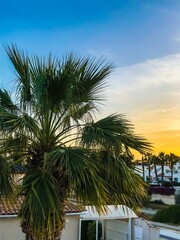Fototapeta premium palm trees at sunset