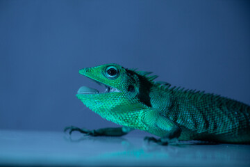 A lizard is looking at the camera with its tongue hanging out, body in side view