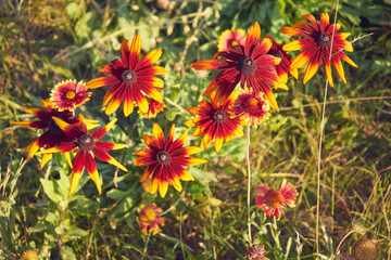  Rudbekia owłosiona, Rudbeckia hirta © Marcin Łazarczyk