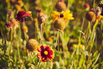  Rudbekia owłosiona, Rudbeckia hirta © Marcin Łazarczyk