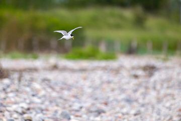 Zwergseeschwalbe, Sternula Albifrons © Ralf Gosch