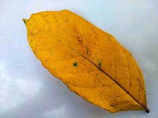 leaf on the wall