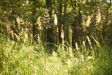 Wiechlina łąkowa, Poa pratensis L.