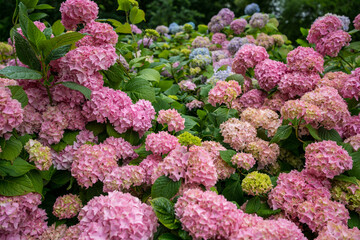 Hydrangea bushes in a park