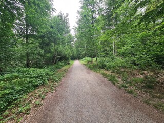 Fototapeta premium ein Wanderpfad im Grünen von der Moritzburg zum Fasanschlösschen in Moritzburg, einem Ort in Sachsen - Deutschland