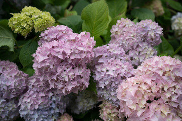 Hydrangea bushes in a park