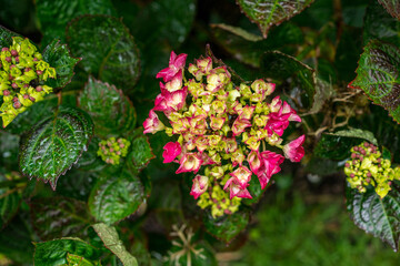 Hydrangea bushes in a park