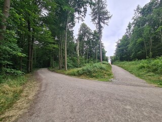 ein Wanderpfad im Grünen von der Moritzburg zum Fasanschlösschen in Moritzburg, einem Ort in Sachsen - Deutschland
