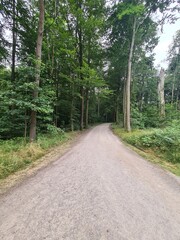 Wanderpfad im Grünen in Moritzburg, Sachsen