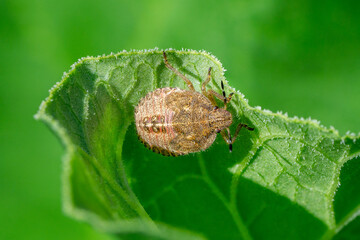 Close up of a sloe bug nymph (Dolycoris baccarum)