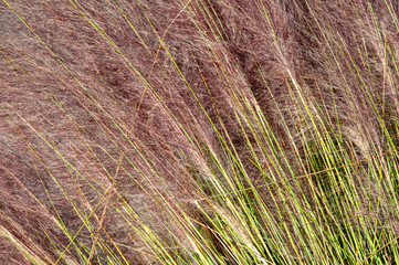 A closeup image of the spiky inflorescences of Muhly Grass, Muhlenbergia capillaris. The pinkish-purple plumes on green stems fill the frame.