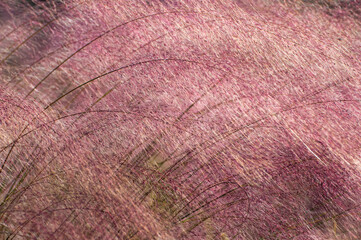 Pinkish purple Muhly grass inflorescences fill the entire frame with captivating textures and contrast, creating a natural abstract background for design and text. Free-spirit, nature, beauty.