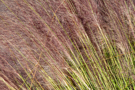 A closeup image of the spiky inflorescences of Muhly Grass, Muhlenbergia capillaris. The pinkish-purple plumes on green stems fill the frame. - Powered by Adobe