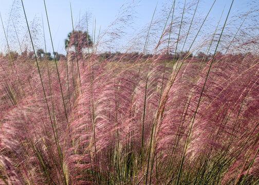 A beautiful mass of pinkish-purple Muhly grass, Muhlenbergia capillaris, grows in the wild at Cockroach Bay Nature Preserve in Ruskin, Florida, set against a backdrop of sable palms and a blue sky. - Powered by Adobe