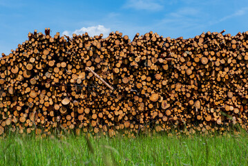 .Tree logs stacked high in a forest with blue sky background. Landscape with chopped and sawed firewood and timber material collected for the lumber industry.