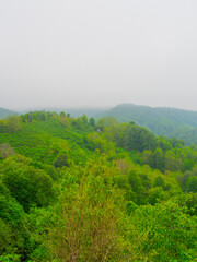 the green forest in spring