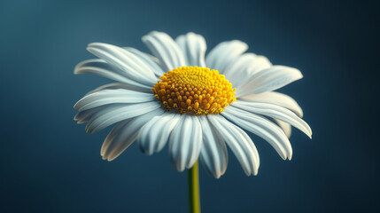 a chamomile flower front, closeup, professional, nature photography