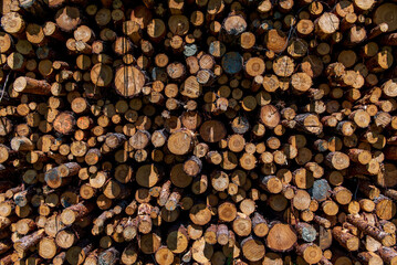 Hard and soft mix chopped wood. Background of dry firewood.