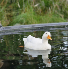 A duck is swimming in the pond.