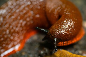 Slug Invasion in Garden Close-Up Nature