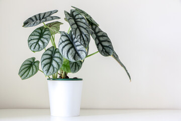 Beautiful unique Alocasia baginda houseplant in white pot on left hand side of white background,...