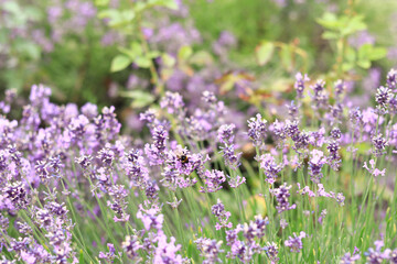 Lavender blossom. Close-up of a lavender flower field, purple flowers for a natural background. Purple lavender field