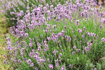 Obraz premium Lavender blossom. Close-up of a lavender flower field, purple flowers for a natural background. Purple lavender field