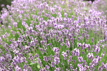 Lavender blossom. Close-up of a lavender flower field, purple flowers for a natural background. Purple lavender field