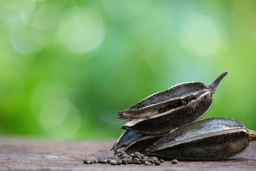 Abelmosk or Abelmoschus moschatus seeds and dried pods on natural background.