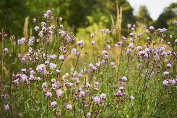 Chaber driakiewnik, Centaurea scabiosa L.