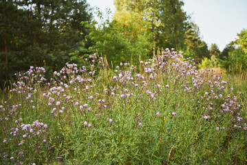 Chaber driakiewnik, Centaurea scabiosa L. © Marcin Łazarczyk