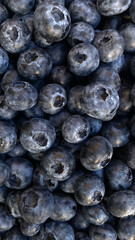 Blueberry. Berries close-up.