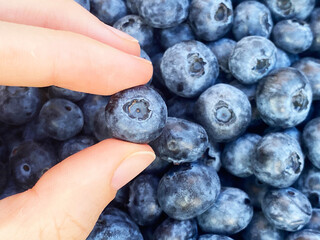 Close-up photo of blueberries. Blueberries are healthy, tasty food. Organic food concept. Anthocyanin. Background