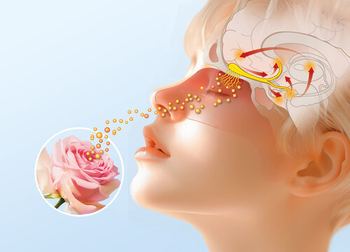 Sense of smell, woman with a rose, detailed illustration of the olfactory region, medically illustration