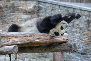 Stretching Giant panda after a sleep  on a wooden bench in a sanctuary in Chengdu, China