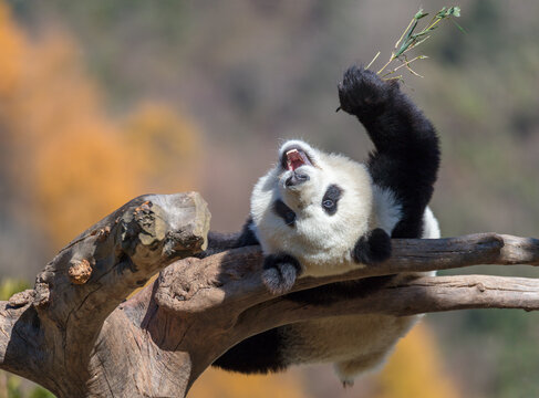 Giant panda lying on a tree branch eating bamboo in the sun in a panda sanctuary in China