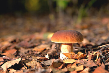 White mushroom in a clearing in a natural environment, autumn leaves, sun rays