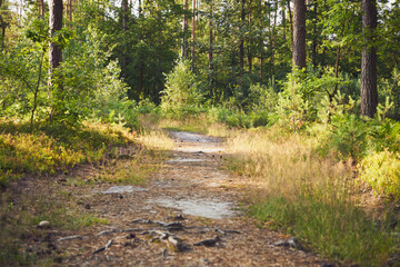 las,ścieżka  © Marcin Łazarczyk
